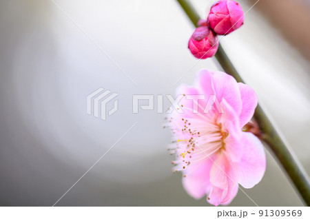 梅の花「美しい梅の花のクローズアップ」宮本武蔵が座禅を組んだと伝えられている観光名所:谷尾崎梅林公園 梅の花「美しい梅の花のクローズアップ」宮本武蔵が座禅を組んだと伝えられている観光名所:谷尾崎梅林公園 91309569