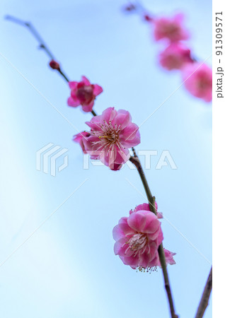 梅の花「美しい梅の花のクローズアップ」宮本武蔵が座禅を組んだと伝えられている観光名所:谷尾崎梅林公園 梅の花「美しい梅の花のクローズアップ」宮本武蔵が座禅を組んだと伝えられている観光名所:谷尾崎梅林公園 91309571