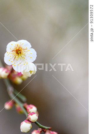 梅の花「美しい梅の花のクローズアップ」宮本武蔵が座禅を組んだと伝えられている観光名所：谷尾崎梅林公園 91309572