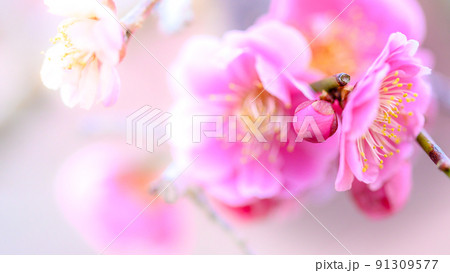 梅の花「美しい梅の花のクローズアップ」宮本武蔵が座禅を組んだと伝えられている観光名所：谷尾崎梅林公園 91309577