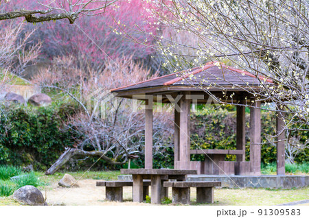 梅の花「梅林風景と休憩所」宮本武蔵が座禅を組んだと伝えられている観光名所:谷尾崎梅林公園 梅の花「梅林風景と休憩所」宮本武蔵が座禅を組んだと伝えられている観光名所:谷尾崎梅林公園 91309583