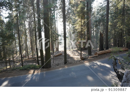 カリフォルニア州　セコイア国立公園　風景 91309887