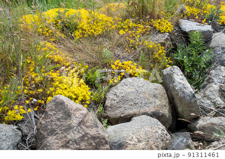 Sedum acre, flowering plant with yellow flowers between stones, close-up 91311461