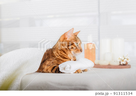 Bengal cat with body massage in the spa. 91311534