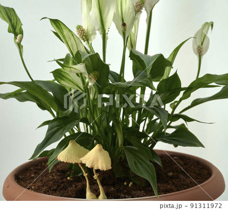 small white beautiful mushrooms in a pot with a green indoor flower small white beautiful mushrooms in a pot with a green indoor flower 91311972