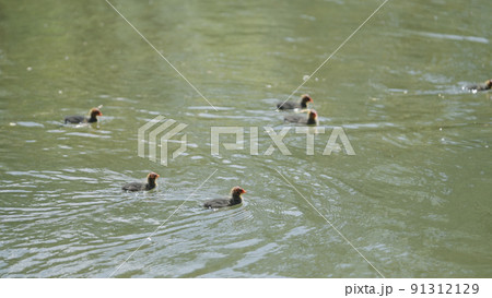 coot with babies swimming in a pond looking for food and feeding them 91312129