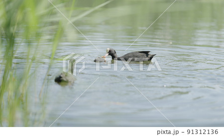 coot with babies swimming in a pond looking for food and feeding them 91312136