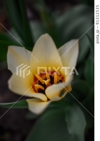 White with yellow tulip on the dark background. 91312535