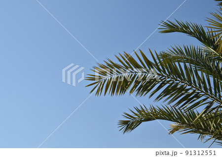 Large palm leaves against the sky. Large palm leaves against the sky. 91312551