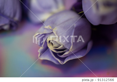 Purple rose on a holographic background. 91312566