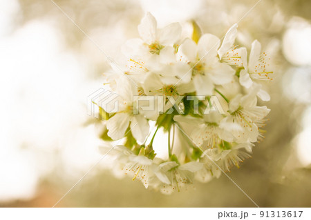 Close-up of a heavily loaded bee on a white flower on a sunny meadow Close-up of a heavily loaded bee on a white flower on a sunny meadow 91313617