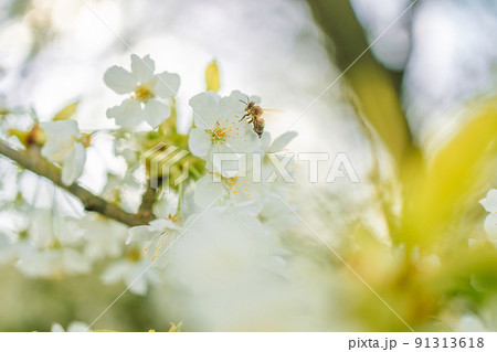 Close-up of a heavily loaded bee on a white flower on a sunny meadow 91313618