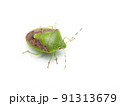 悪臭を放つ害虫カメムシの白背景クローズアップ写真 91313679
