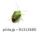 悪臭を放つ害虫カメムシの白背景クローズアップ写真 91313680