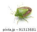 悪臭を放つ害虫チャバネアオカメムシの白背景クローズアップ写真 91313681