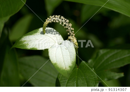 ハンゲショウ ハンゲショウ 91314307