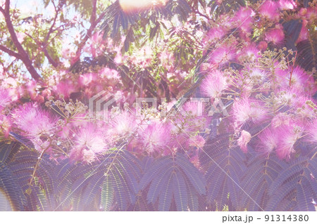 Calliandra surinamensis in gardening nursery. Natural violet blooming background. 91314380