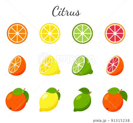 Set of fruit and citrus icons. Orange, grapefruit, lime and lemon. Whole fruit, half cut and slices. Collection in a flat design. Color vector illustration isolated on a white background. Set of fruit and citrus icons. Orange, grapefruit, lime and lemon. Whole fruit, half cut and slices. Collection in a flat design. Color vector illustration isolated on a white background. 91315238