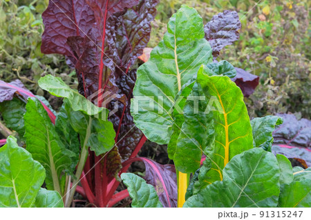 Beet growing in the vegetable garden. Leaf of beet in farming and harvesting. Growing vegetables at home. Open ground flat bed into the garden. 91315247