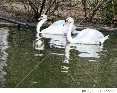 Mating games of a pair of white swans. Swans swimming on the water in nature. latin name Cygnus olor. 91315577