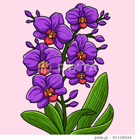 Orchid Flower Colored Cartoon Illustration Orchid Flower Colored Cartoon Illustration 91316034