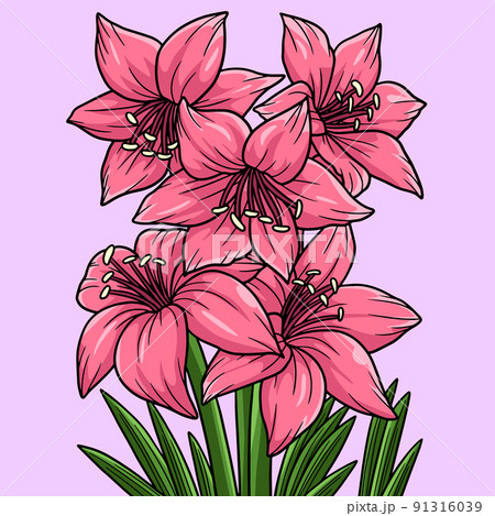 Amaryllis Flower Colored Cartoon Illustrationのイラスト素材 [91316039] - PIXTA