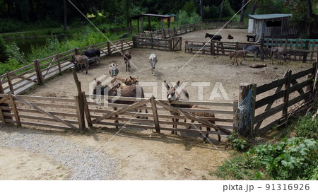 Donkey farm. Aerial drone view flight over many donkeys in corral on donkey farm on sunny day. Domestic rural animals in village. Herd of livestock and domestic animal grazing in paddock in summer 91316926