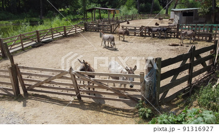 Donkey farm. Aerial drone view flight over many donkeys in corral on donkey farm on sunny day. Domestic rural animals in village. Herd of livestock and domestic animal grazing in paddock in summer Donkey farm. Aerial drone view flight over many donkeys in corral on donkey farm on sunny day. Domestic rural animals in village. Herd of livestock and domestic animal grazing in paddock in summer 91316927