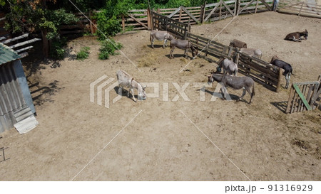 Donkey farm. Aerial drone view flight over many donkeys in corral on donkey farm on sunny day. Domestic rural animals in village. Herd of livestock and domestic animal grazing in paddock in summer Donkey farm. Aerial drone view flight over many donkeys in corral on donkey farm on sunny day. Domestic rural animals in village. Herd of livestock and domestic animal grazing in paddock in summer 91316929