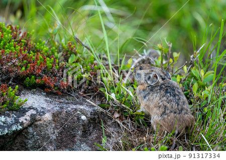 高山植物のあるガレ場で採食するエゾナキウサギ 91317334