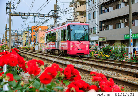 東京　荒川区　都電荒川線と満開のバラ 91317601