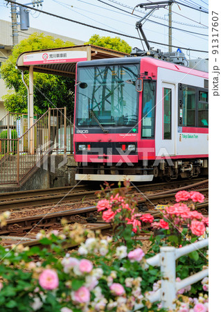 東京　荒川区　都電荒川線と満開のバラ 91317607