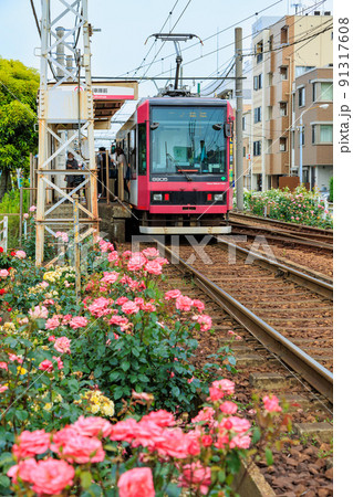 東京　荒川区　都電荒川線と満開のバラ 91317608