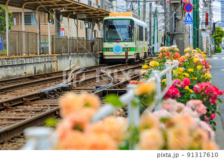 東京　荒川区　都電荒川線と満開のバラ 91317610