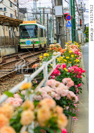東京　荒川区　都電荒川線と満開のバラ 91317612