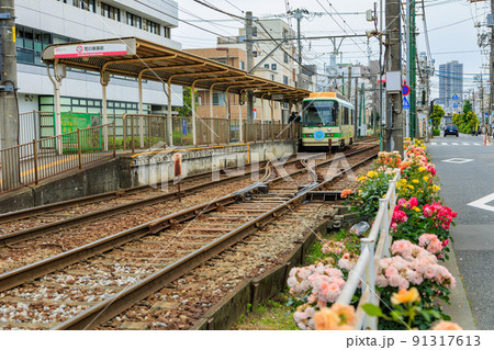 東京　荒川区　都電荒川線と満開のバラ 91317613