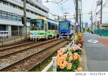 東京 荒川区 都電荒川線と満開のバラ 東京 荒川区 都電荒川線と満開のバラ 91317614