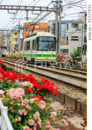 東京　荒川区　都電荒川線と満開のバラ 91317615