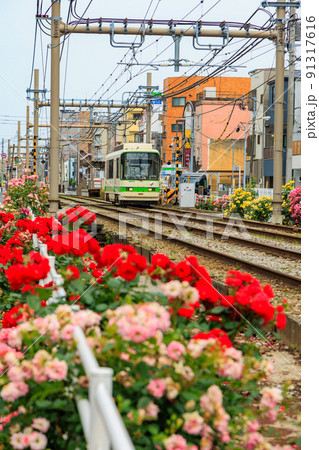 東京　荒川区　都電荒川線と満開のバラ 91317616