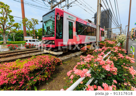 東京　荒川区　都電荒川線と満開のバラ 91317618