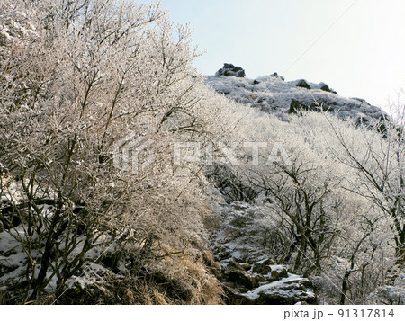 2月の由布岳　登山道の風景　大分県由布市湯布院町川上　大分県別府市東山 91317814
