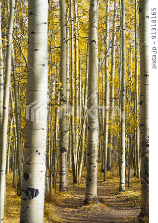 アスペンの木 コロラドの秋の写真素材 [91318165] - PIXTA