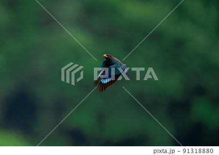 飛翔するブッポウソウ 91318880