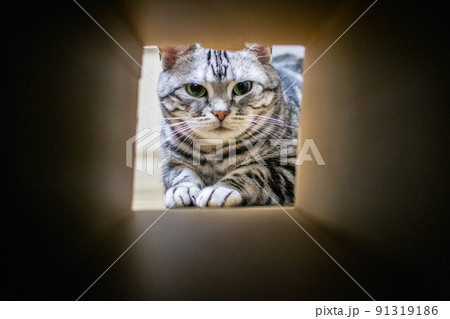 段ボールの中を覗き込む猫 91319186