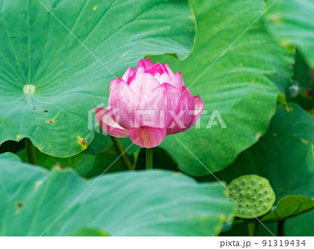蓮の花 蓮の花 91319434