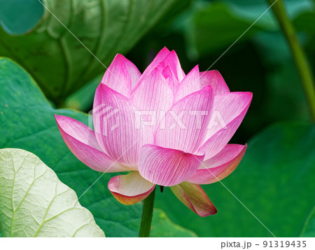 蓮の花 蓮の花 91319435