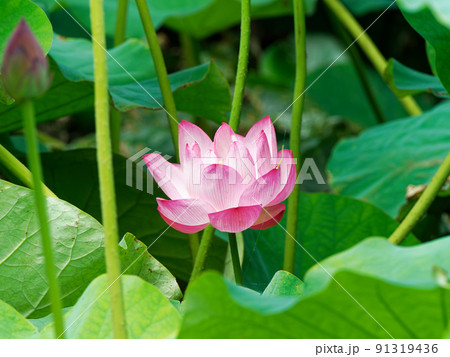 蓮の花 蓮の花 91319436