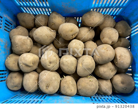 じゃがいも(きたかむい)の収穫 91320438