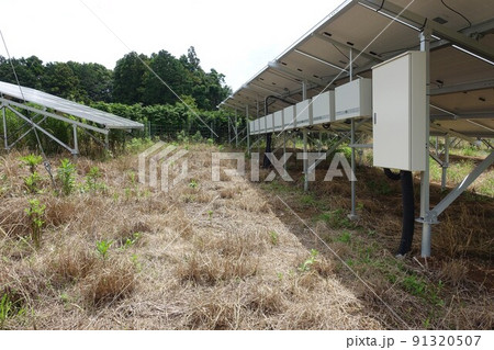 除草剤を散布し雑草が枯れた太陽光発電所 除草剤を散布し雑草が枯れた太陽光発電所 91320507