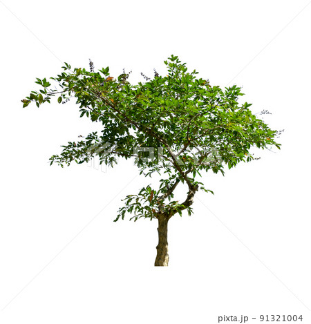 Trees isolated on the white background. 91321004